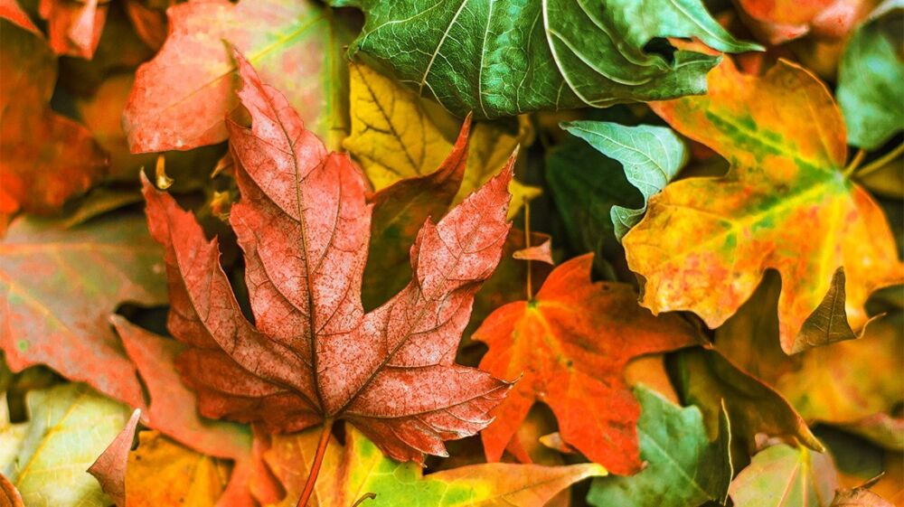 Af colour stories herbst opener